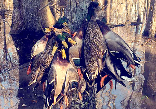 Arkansas duck hunting