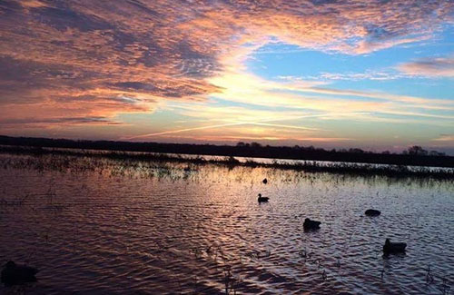 Arkansas duck hunting